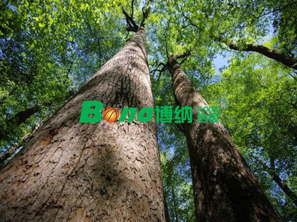 2018年木材資源進(jìn)一步緊缺，運(yùn)動木地